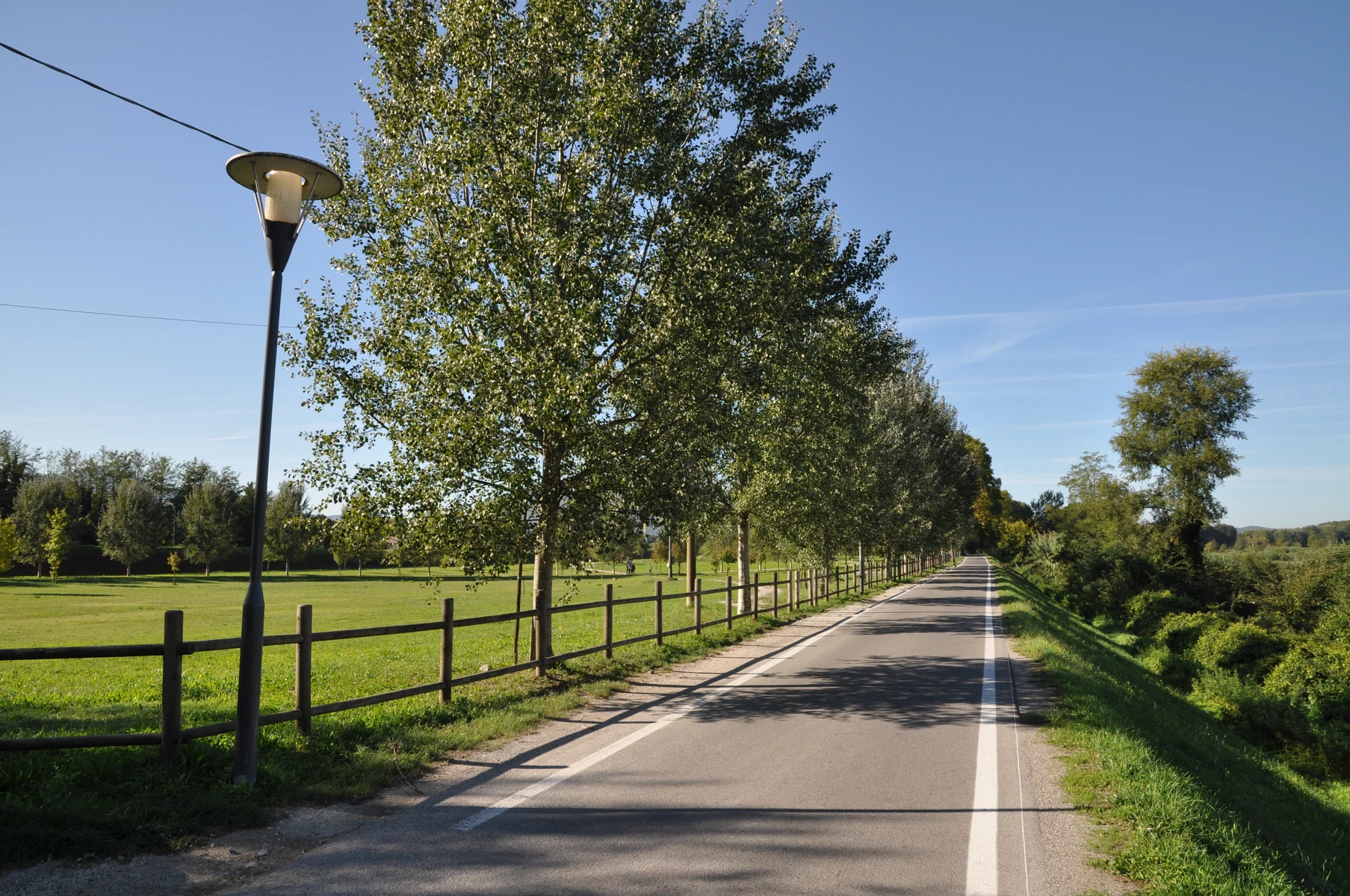 Percorso ciclopedonale tra filari di pioppo bianco nel parco fluviale del Serchio a Lucca