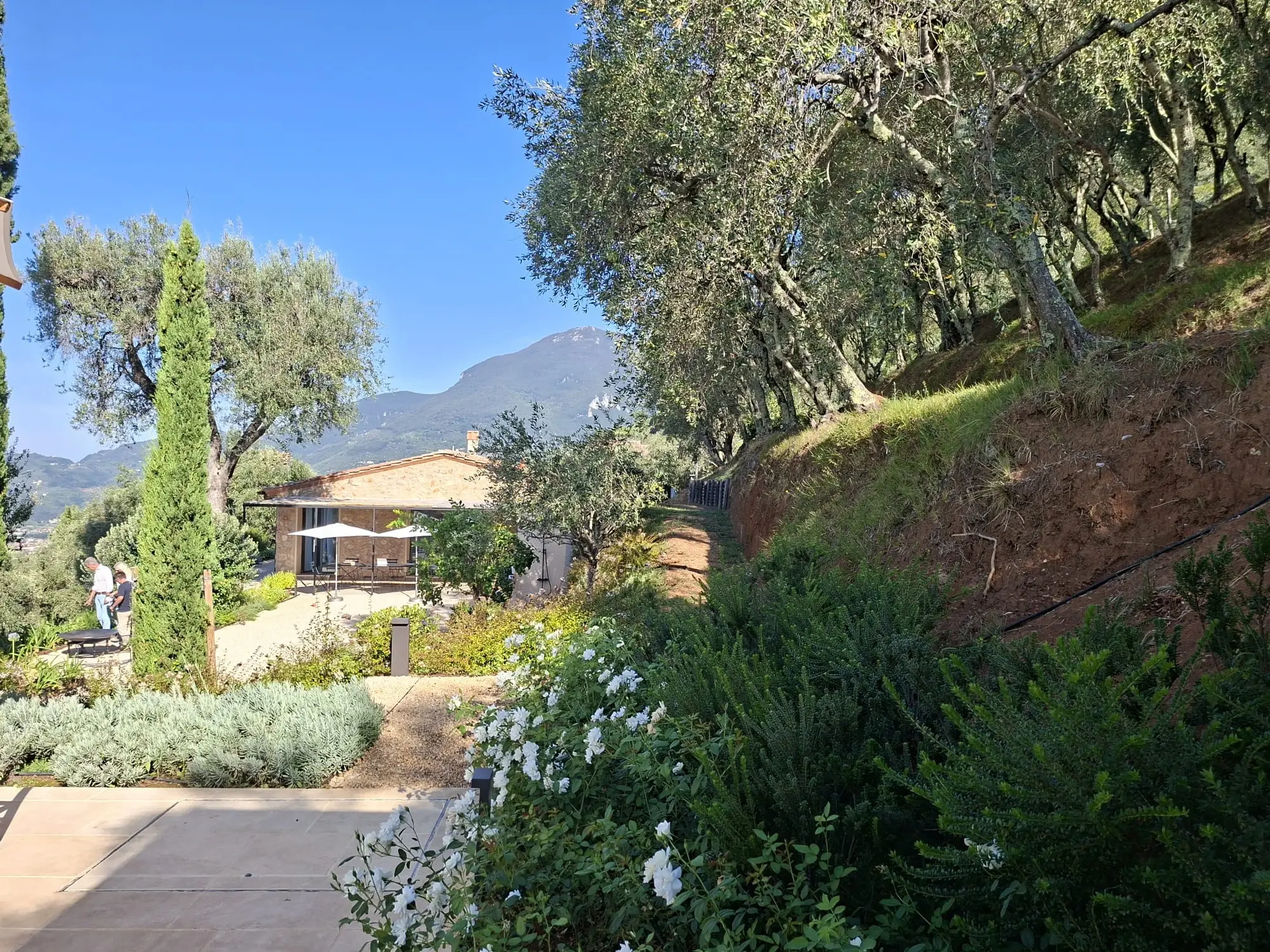 Vialetto tra ulivi secolari con vista sulla villa in pietra e le colline della Versilia